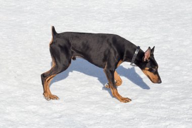 Doberman pinscher köpek yavrusu kış parkında beyaz bir kar üzerinde yürüyor. Evcil hayvanlar. Safkan köpek..