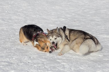 Kış parkında tatlı pembroke corgi puppy ve Sibirya husky oynuyorlar. Evcil hayvanlar. Safkan köpek..