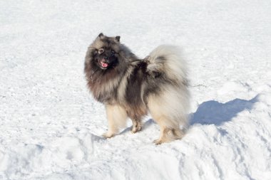 Şirin Deutscher Wolfspitz köpeği kış parkında beyaz bir karın üzerinde duruyor. Evcil hayvanlar. Safkan köpek..