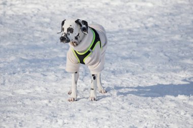 Güzel evcil hayvan kıyafetleri içinde sevimli dalmaçyalı köpek yavrusu kış parkında duruyor. Evcil hayvanlar. Safkan köpek..