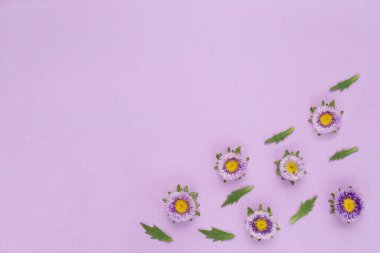 Çiçek bileşimi Callistephus chinensis ve yeşil yapraklardan. Menekşe arkaplanda izole edilmiş. Pankartlar, davetiyeler, kartpostallar için kullanılabilir. Düz yatıyordu.