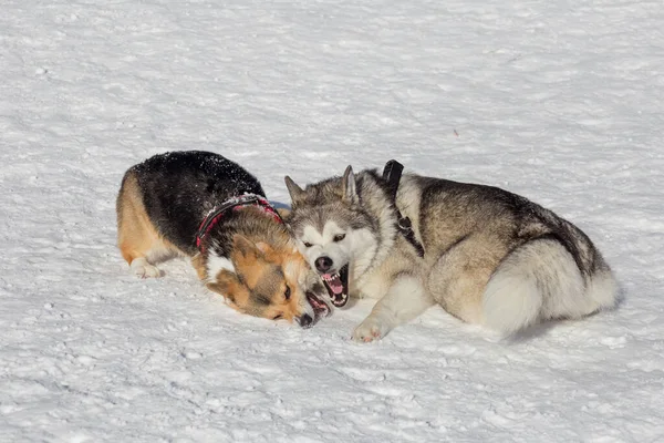 Kış Parkında Tatlı Pembroke Corgi Puppy Sibirya Husky Oynuyorlar Evcil — Stok fotoğraf