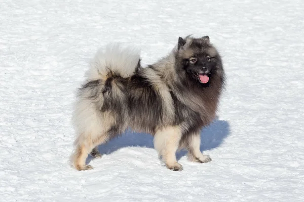 Şirin Deutscher Wolfspitz köpeği kış parkında beyaz bir karın üzerinde duruyor. Keeshond veya Alman Spitz. Evcil hayvanlar. Safkan köpek..