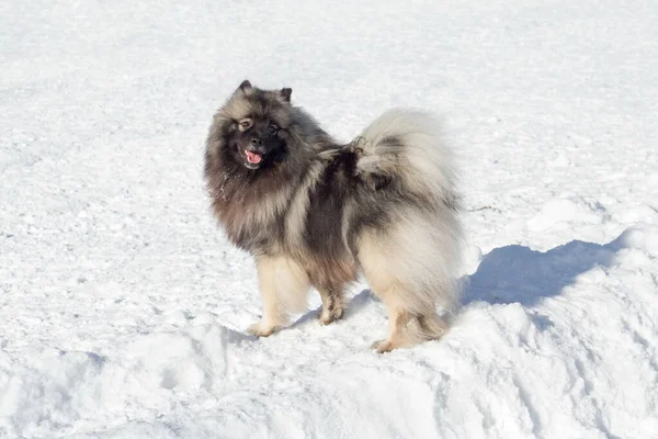 Cute Deutscher Wolfspitz Cucciolo Piedi Una Neve Bianca Nel Parco — Foto Stock