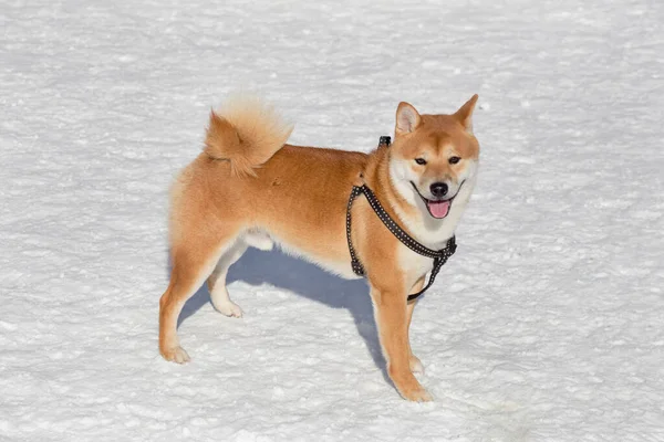 Lindo Cachorro Rojo Shiba Inu Está Mirando Cámara Animales Compañía — Foto de Stock