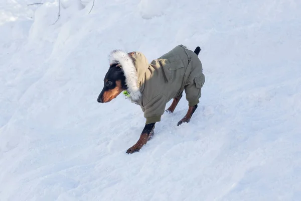 美しいペットの服でかわいいミニチュアピンチャー子犬は冬の公園で白い雪の上を歩いています ペット動物 純血犬 — ストック写真