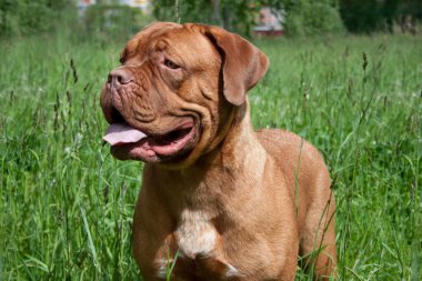 Şirin Bordeaux köpeciği yeşil bir çayırda duruyor. Evcil hayvanlar..
