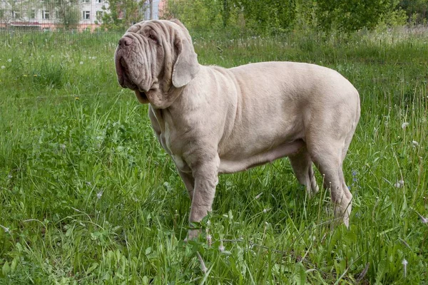 Mastino Napoletano Adulto Piedi Prato Verde Animali Compagnia — Foto Stock