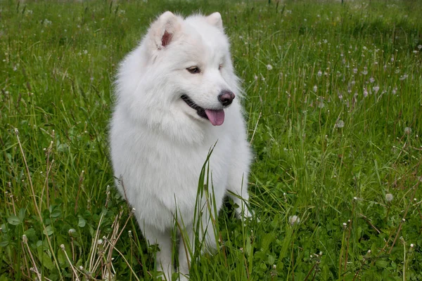 Samoyed Kutya Áll Zöld Háziállatok — Stock Fotó