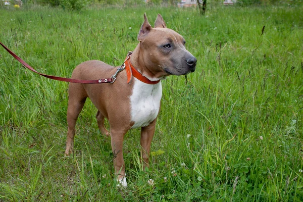 Aranyos Amerikai Staffordshire Terrier Kiskutya Áll Egy Zöld Réten Hónapos — Stock Fotó