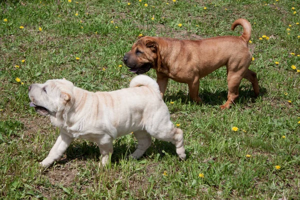 Deux Jolis Chiots Shar Pei Jouent Sur Une Prairie Verte — Photo