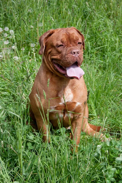 Söt Bordeauxmastiff Valp Sitter Ett Grönt Gräs Sällskapsdjur — Stockfoto