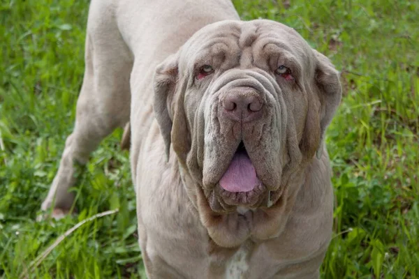 Vuxen Napolitansk Mastiff Nära Håll Sällskapsdjur — Stockfoto