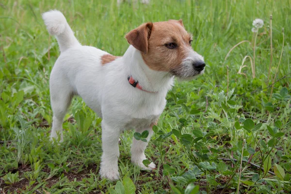 Cute Jack Russell Terrier Piedi Prato Verde Animali Compagnia — Foto Stock