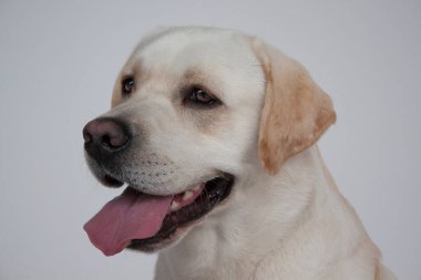 Yakından sevimli Labrador Retriever. Evcil hayvanlar. Safkan köpek..