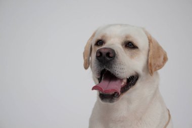 Tatlı Labrador Retriever 'ın portresi. Evcil hayvanlar. Safkan köpek..