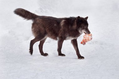 Bir parça etle birlikte vahşi siyah Kanada kurdu. Vahşi doğadaki hayvanlar gibi. Canis lupus pambasileus.