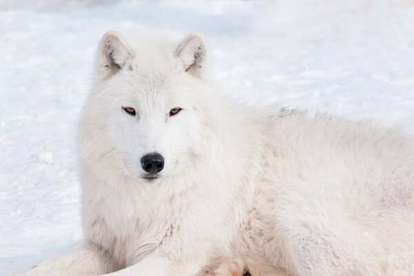 Wild polar wolf is looking into the camera. Arctic wolf or white wolf. Animals in wildlife. Canis lupus arctos.