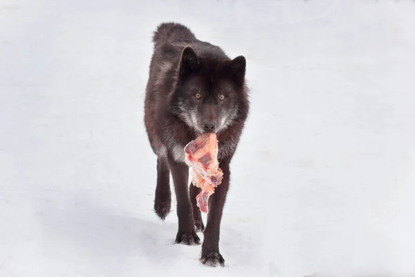 Wild black canadian wolf is running with a piece of meat. Animals in wildlife. Canis lupus pambasileus.