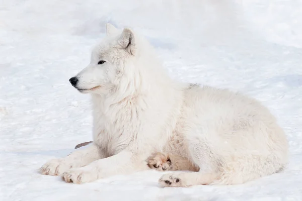 野生のホッキョクグマは白い雪の上に横たわっている 北極オオカミまたは白狼 野生動物の動物 カニス ルプス アルクトス — ストック写真