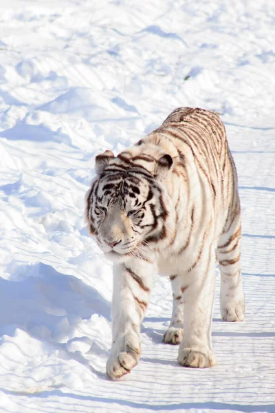 野生白斑虎在白雪上行走 野生动物 冬季早晨 — 图库照片