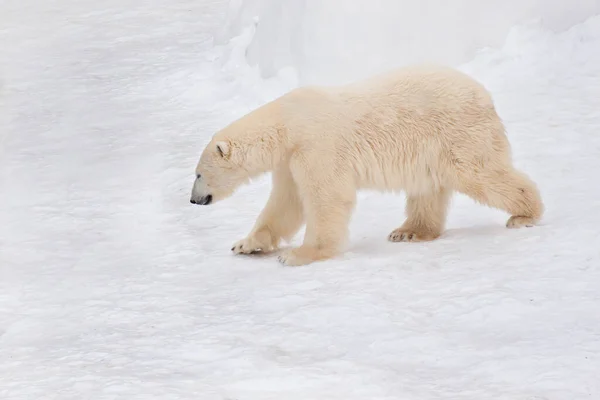 Grote Ijsbeer Loopt Witte Sneeuw Dieren Het Wild Ursus Maritimus — Stockfoto