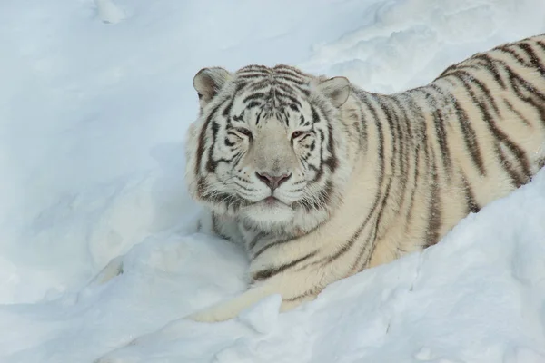 野生白斑虎躺在白雪上 野生动物 靠近点 — 图库照片