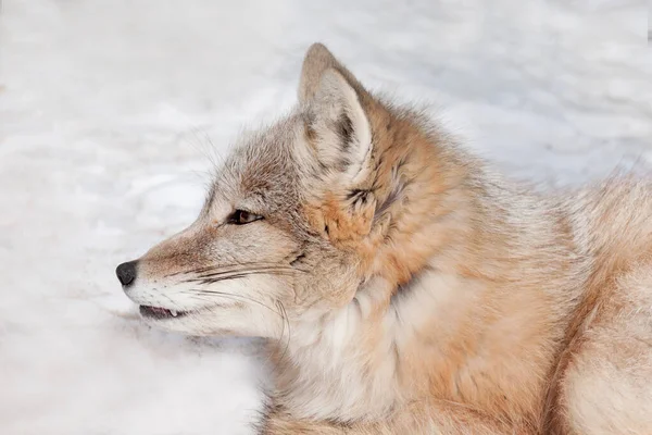 Jonge Corsac Vos Van Dichtbij Dieren Het Wild Dier Met — Stockfoto