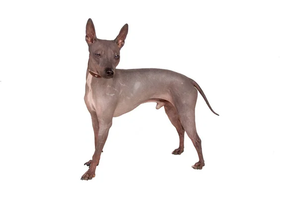 Lindo Terrier Americano Sin Pelo Aislado Sobre Fondo Blanco Cerca —  Fotos de Stock