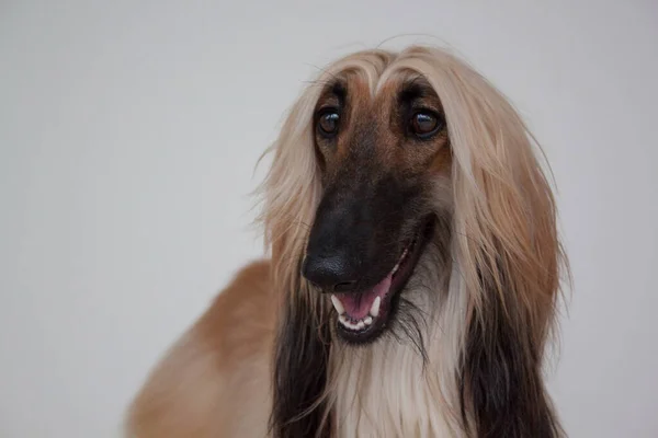 Galgo Oriental Galgo Persa Cerca Perro Afgano Aislado Sobre Fondo —  Fotos de Stock