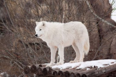 Vahşi kutup kurdu tahta kütüklerin üzerinde duruyor. Vahşi doğadaki hayvanlar gibi. Kutup kurdu ya da beyaz kurt. Canis lupus arktos..