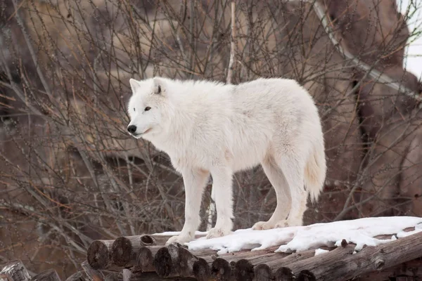 Wild Arctische Wolf Staat Houten Stammen Dieren Het Wild Poolwolf — Stockfoto