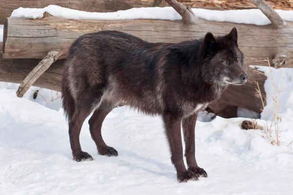 Vahşi siyah Kanada kurdu beyaz karın üzerinde duruyor. Vahşi doğadaki hayvanlar gibi. Canis lupus pambasileus.