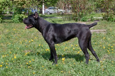 Cane Corso yavrusu yeşil çimlerin üzerinde duruyor. Cane corso italiano ya da italyan mastifi. Evcil hayvanlar. Sekiz aylık..