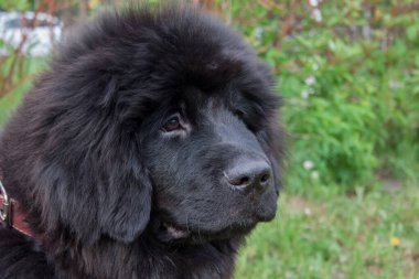 Yeni keşfedilmiş şirin köpek yavrusu. Yaklaş. Evcil hayvanlar. Koruyucu köpek.