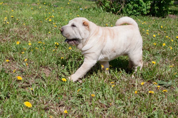 Crèmekleurige Shar Pei Puppy Speelt Een Groene Weide Dieren — Stockfoto