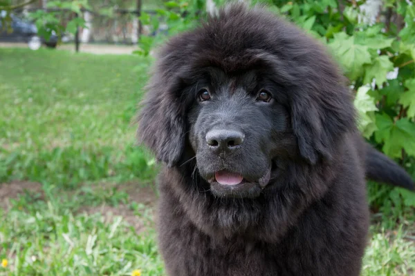 Lindo Cachorro Terranova Está Sentado Una Hierba Verde Animales Compañía —  Fotos de Stock