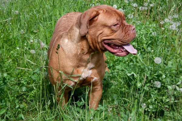 Bonito Bordeaux Mastim Filhote Cachorro Está Uma Grama Verde Animais — Fotografia de Stock