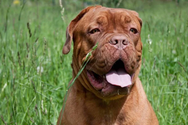 Roztomilé Bordeaux Mastiff Štěně Zblízka Domácí Zvířata — Stock fotografie