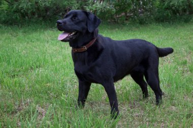 Şirin siyah labrador Retriever yeşil bir çayırda duruyor. Evcil hayvanlar. Safkan köpek..