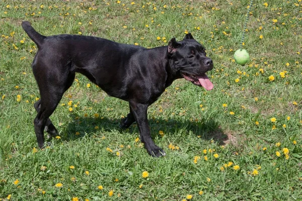 Cane Corso Puppy Loopt Een Groen Gras Cane Corso Italiano — Stockfoto