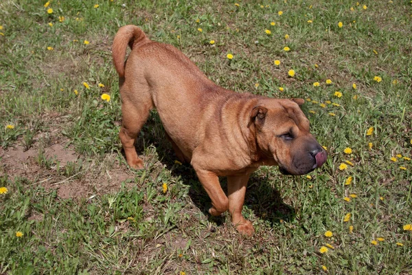 Röd Shar Pei Valp Leker Grön Äng Sällskapsdjur — Stockfoto