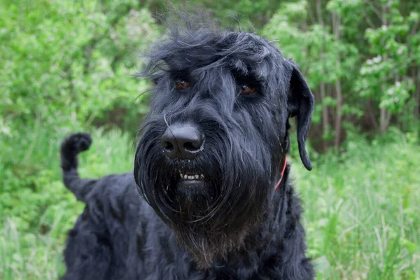Black Russian Terrier Close Pet Animals Purebred Dog — Stock Photo, Image