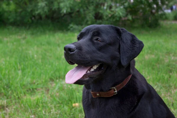 Niedliche Schwarze Labrador Retriever Aus Nächster Nähe Haustiere Reinrassiger Hund — Stockfoto