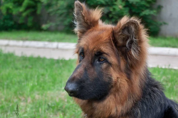 Hosszúhajú Juhászkutya Közeledik Állatok Fajtatiszta Kutya — Stock Fotó