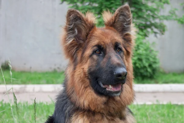 Uzun Saçlı Çoban Köpeği Yeşil Çimlerin Üzerinde Oturuyor Evcil Hayvanlar — Stok fotoğraf