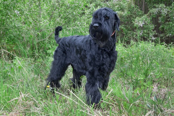 Μαύρο Ρωσικό Τεριέ Περπατά Στο Πράσινο Λιβάδι Ζώα Συντροφιάς Σκύλος — Φωτογραφία Αρχείου