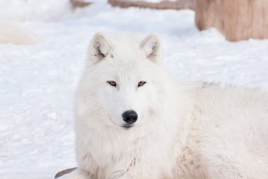 Vahşi kutup kurdu beyaz karın üzerinde yatıyor. Vahşi doğadaki hayvanlar gibi. Canis lupus arctos. Kutup kurdu mu beyaz kurt mu?.
