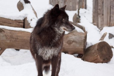 Vahşi siyah Kanada kurdu beyaz karın üzerinde duruyor. Vahşi doğadaki hayvanlar gibi. Canis lupus pambasileus.