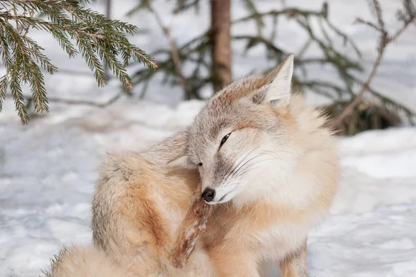 Giovane Volpe Corsac Graffia Dietro Orecchio Animali Nella Fauna Selvatica — Foto Stock